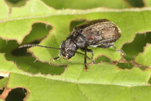 Réf. 209 878 : Pyrrhalta viburni